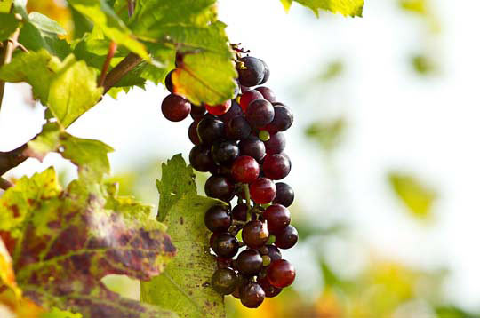 短信验证码轰炸网址免费